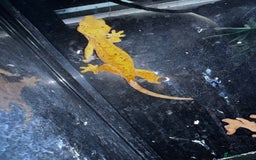 Leopard Gecko reptiles for sale: Leopard & crested geckos - possible a full setup  - Image 1