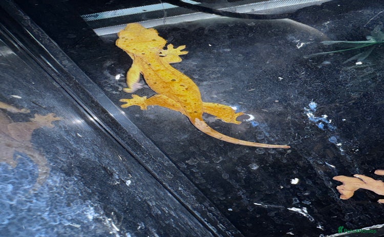 Leopard Gecko reptiles - Advert 2