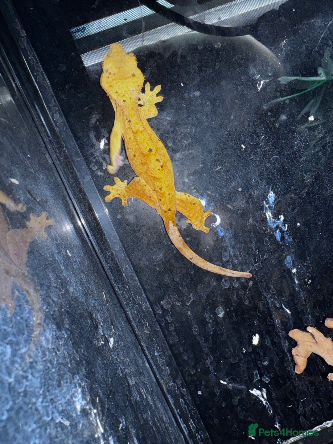 Leopard Gecko reptiles for sale: Leopard & crested geckos - possible a full setup  - Image 1