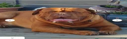 Dogue De Bordeaux dogs for sale: Bordeaux Babies - Advert 13