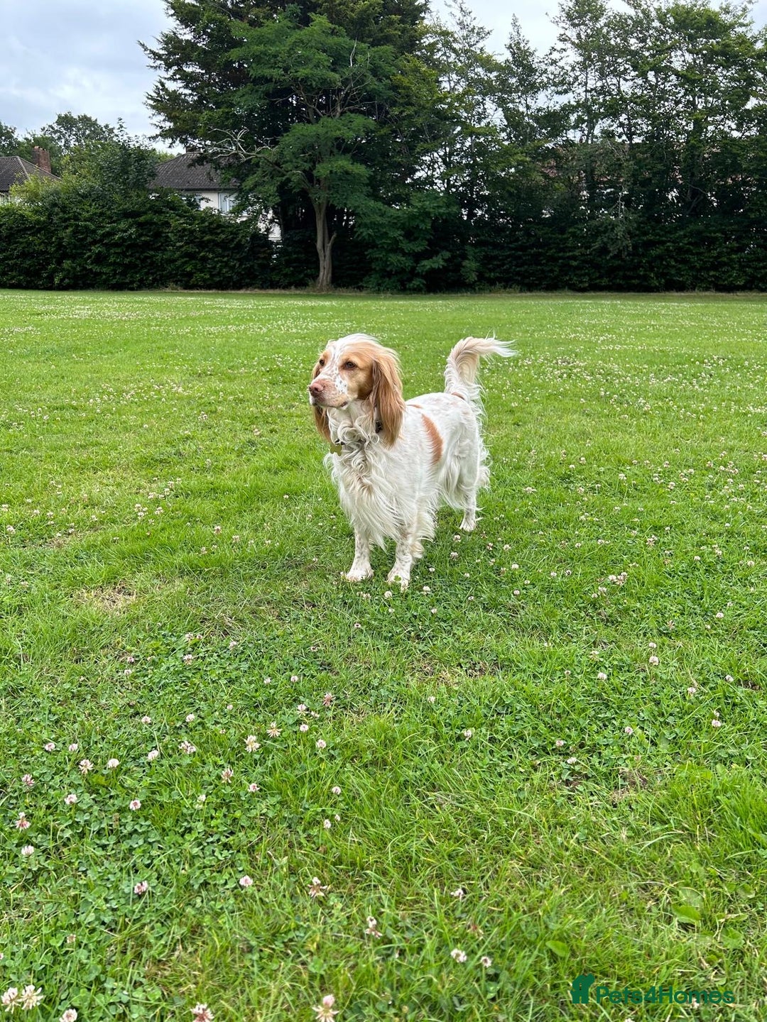 Sprocker dogs for sale: Lemon Roan Female Sprocker Spaniel 3 years old  - Image 2