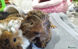 Guinea Pig rodents for sale: Five gorgeous male guinea pigs different breeds in Milnthorpe - Image 4