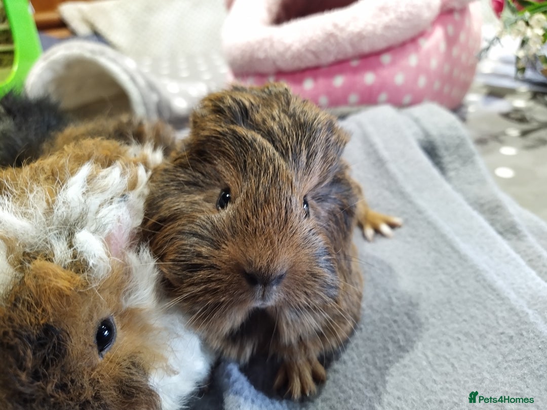 Guinea Pig rodents for sale: Five gorgeous male guinea pigs different breeds in Milnthorpe - Image 4