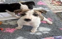 Whippet dogs for sale: KC registered Whippet Puppies - Image 8