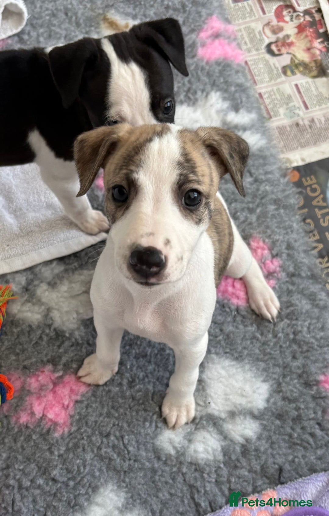 Whippet dogs for sale: KC registered Whippet Puppies - Image 8