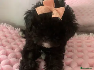 Shihpoo dogs ‼️READY NOW‼️ - Advert 3