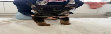 German Shepherd Puppy 1