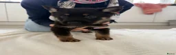 German Shepherd dogs for sale: Fully kc German Shepherd puppies  - Advert 19