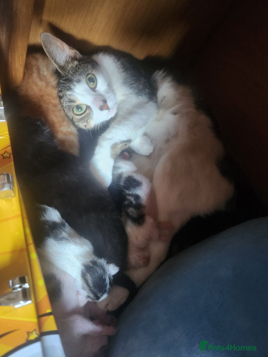 Mixed Breed cats for sale: Beautiful baby's looking for their forever homes  - Image 19