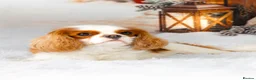 Cavalier King Charles Spaniel dogs for sale: KC Reg Health Tested Cavalier Puppies due 5th Sept in Buntingford - Advert 2