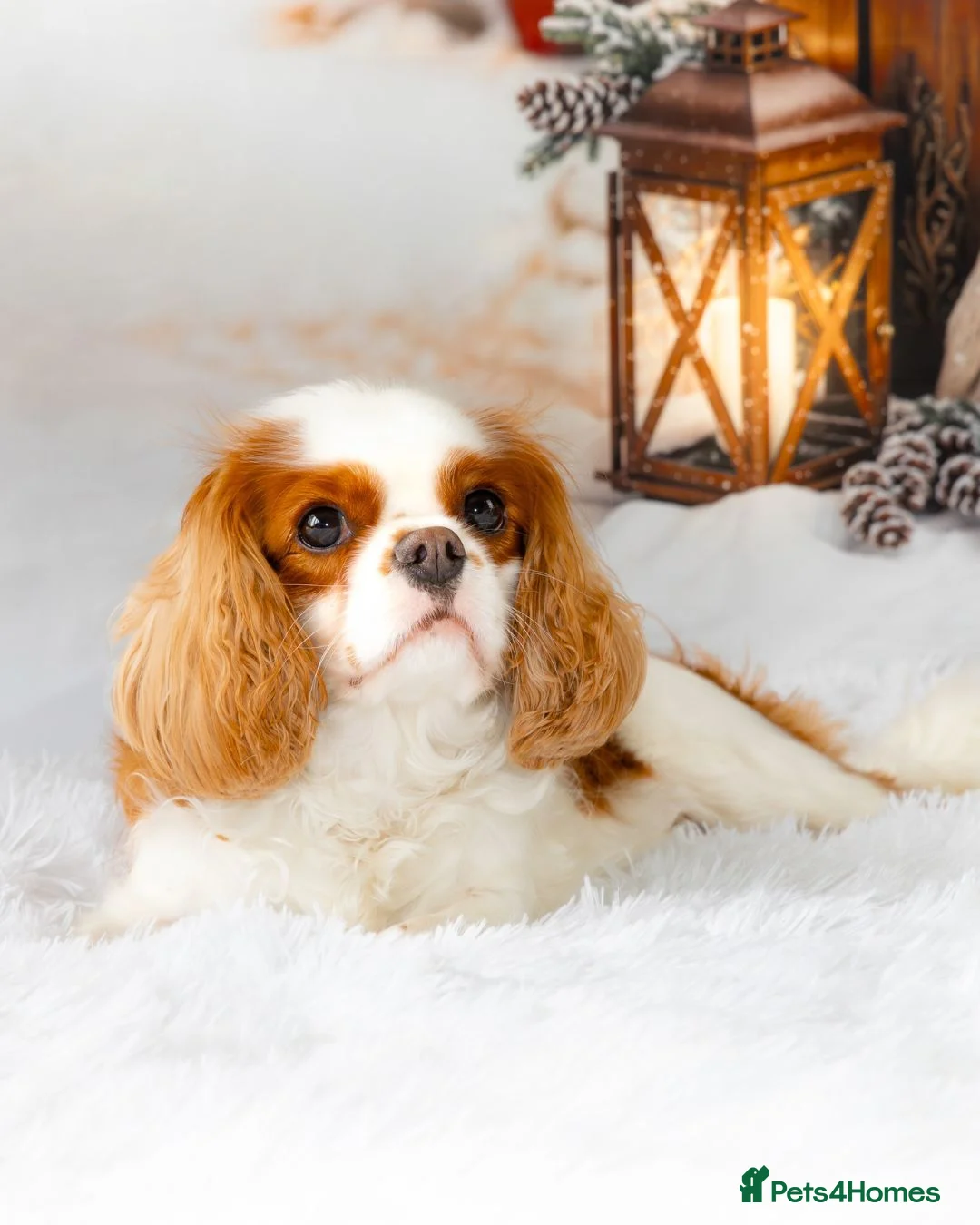 Cavalier King Charles Spaniel dogs for sale: KC Reg Health Tested Cavalier Puppies due 5th Sept in Buntingford - Advert 2