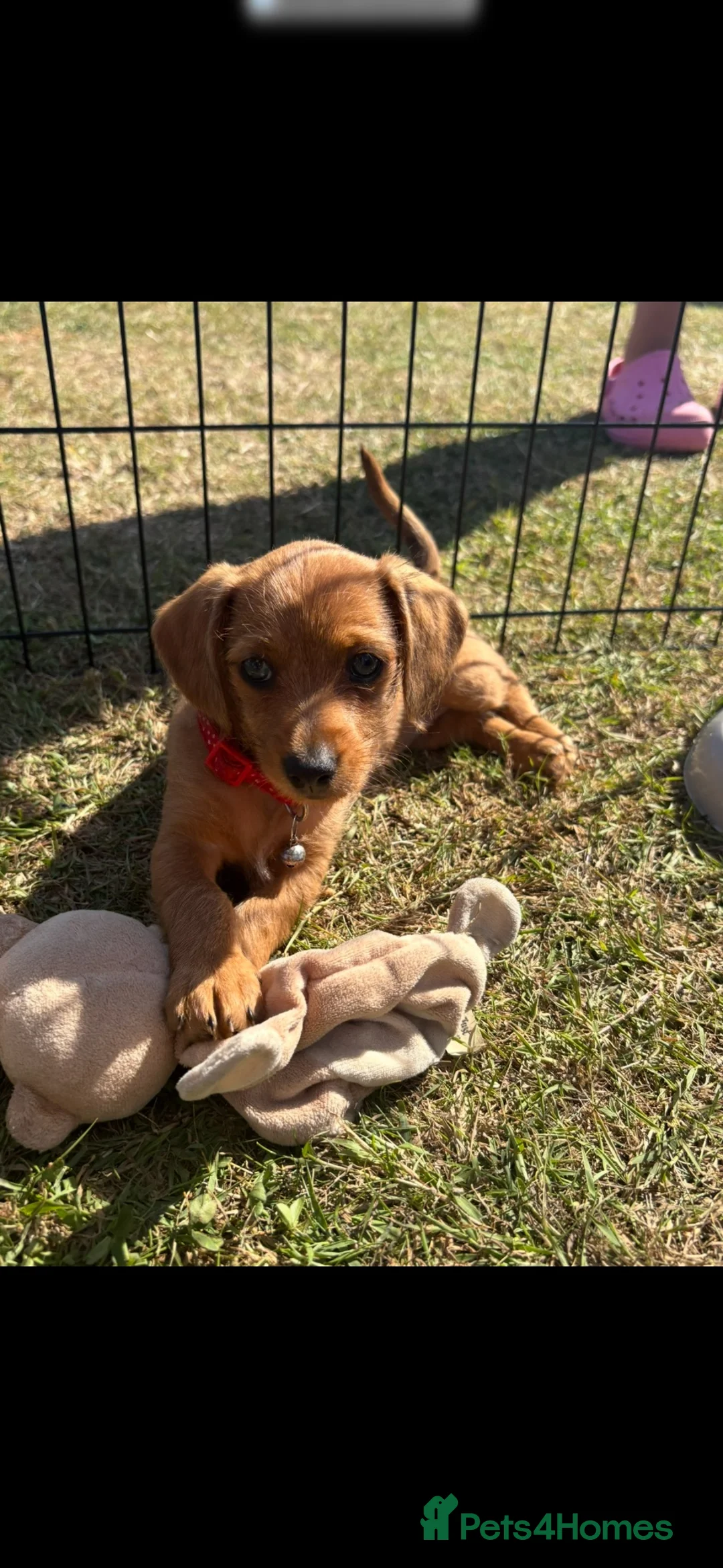 Mixed Breed dogs for sale: Gorgeous Daxiepoos  - Advert 2