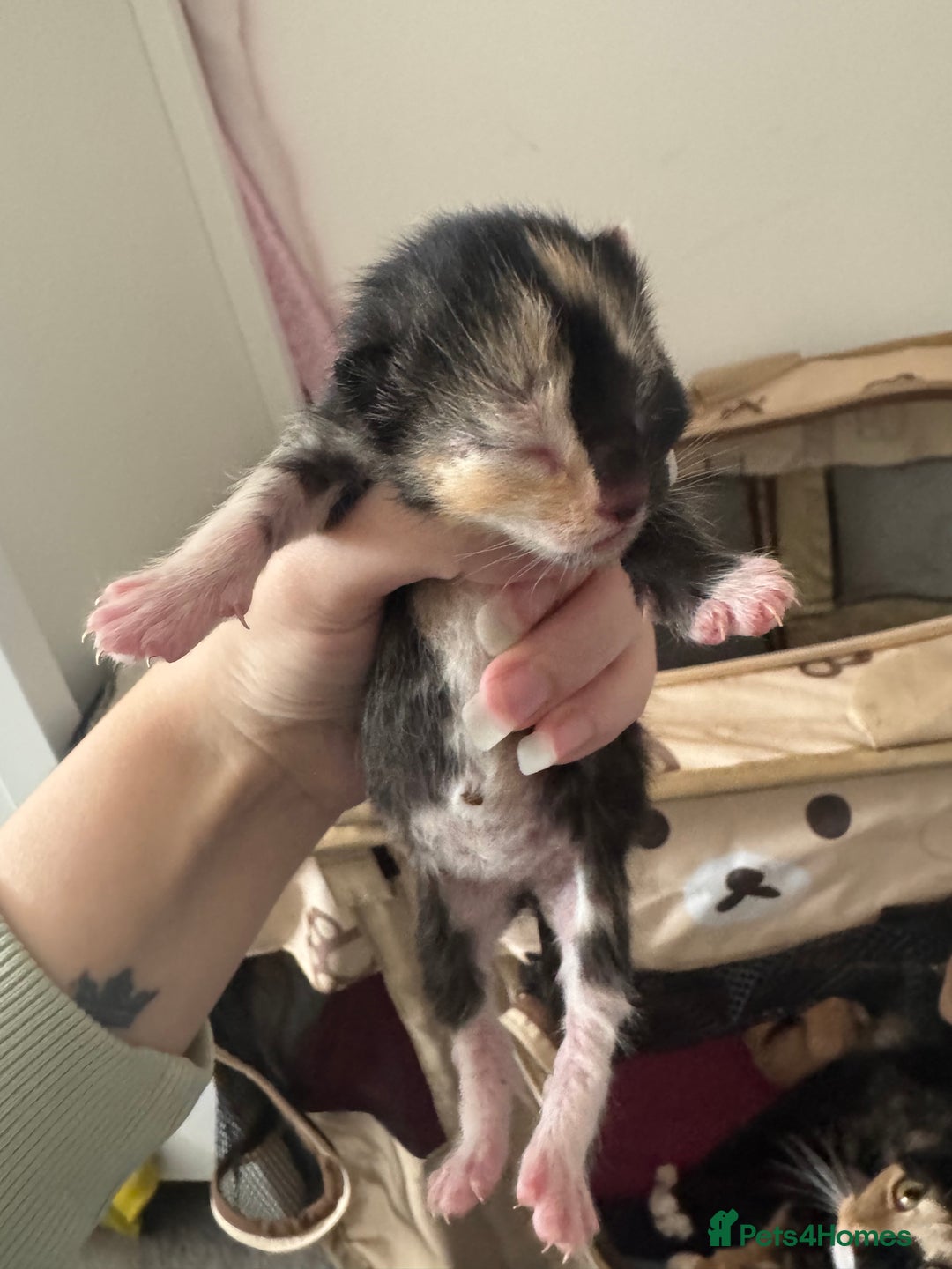 Domestic Shorthair cats for sale: 4 beautiful kittens  - Image 8