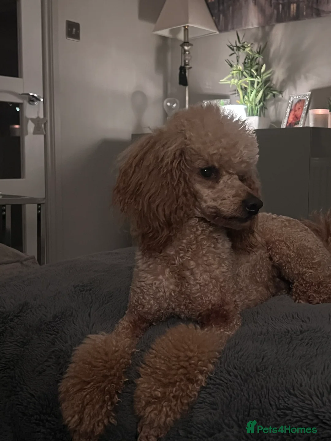 Gallery Image {{count}}