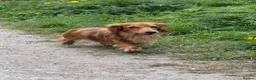 Miniature Dachshund dogs for stud: Miniature Long Haired Dachshund - Advert 6