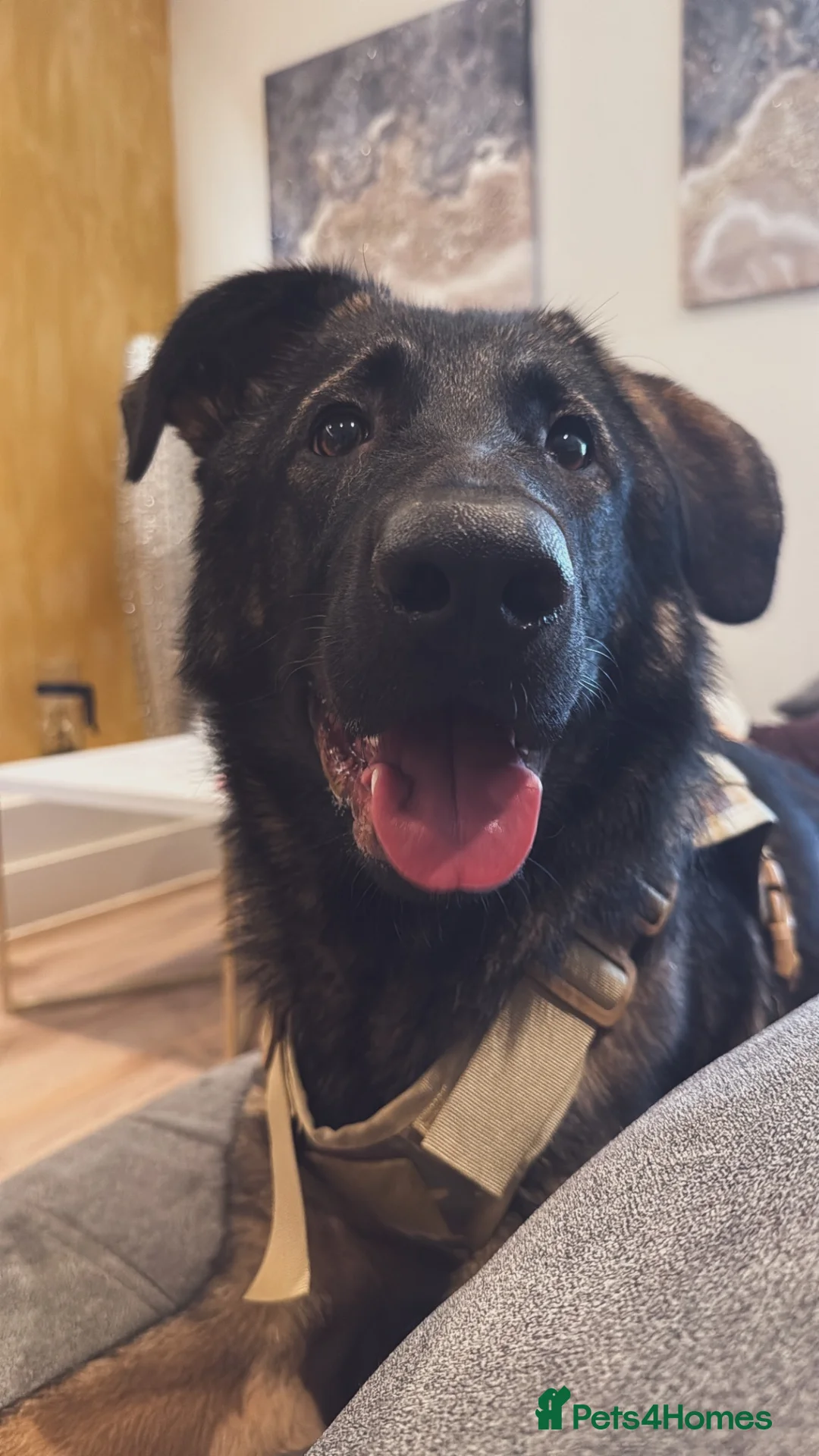Mixed Breed dogs for sale: Axel - Caucasian shepherd cross German shepherd  - Advert 1