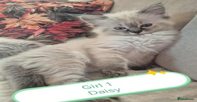 Ragdoll cats Beautiful ragdolls  - Advert 2