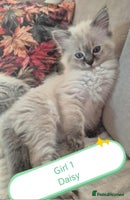 Ragdoll cats Beautiful ragdolls - Advert 5