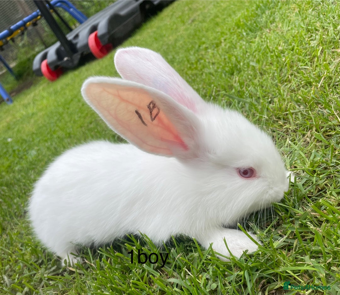Continental Giant rabbits for sale: 6 continental giant left - Image 2