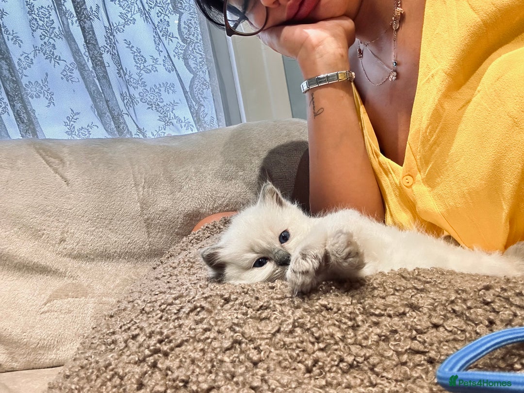 Ragdoll cats for sale: Ragdoll kittens  - Image 8