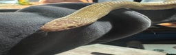 King Snake reptiles for sale: Florida Brooks King snake,Mexican Black Kingsnake - Advert 5