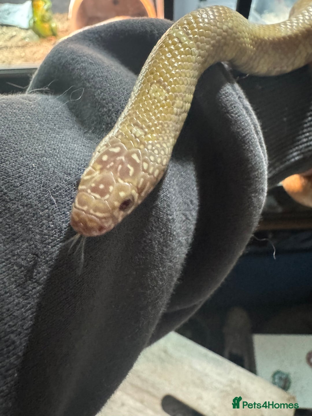 King Snake reptiles for sale: Florida Brooks King snake,Mexican Black Kingsnake - Advert 5