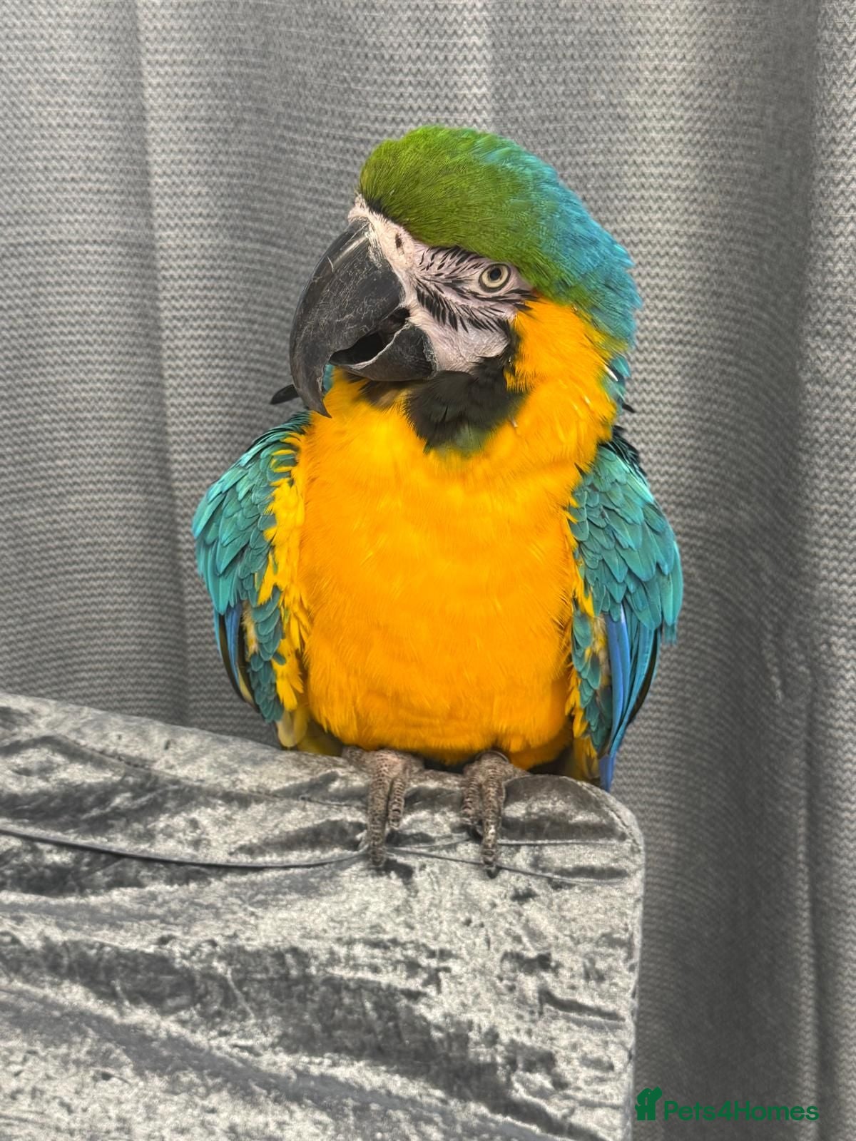 Parakeets birds Blue and Gold Macaw - Advert 1