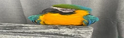 Parakeets birds for sale: Blue and Gold Macaw - Advert 1