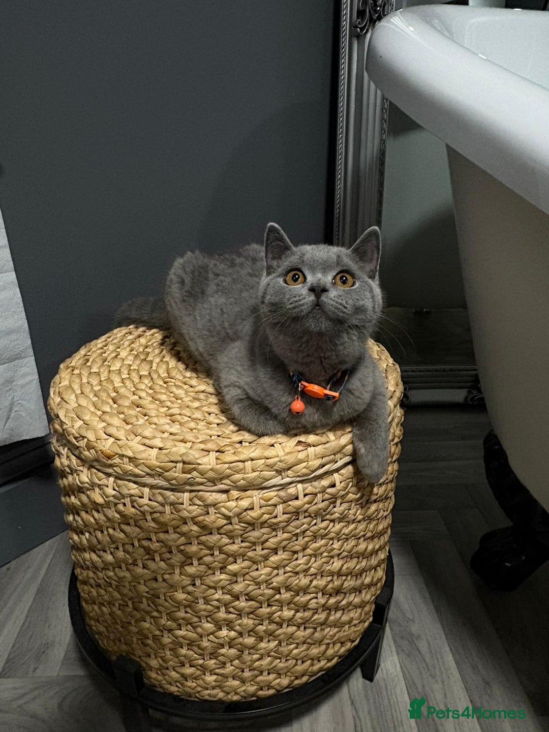 British Shorthair cats for sale: British Shorthair  - Image 4