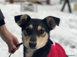 Mixed Breed dogs ❤️🐶 GITA – First To Love, First To Play 🐶❤️ - Advert 1