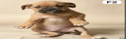 American Bulldog dogs for sale: American Bulldog Puppies - Advert 6