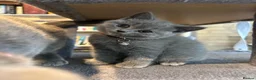 British Shorthair cats for sale: Adorable British Shorthair kitten in Kingston - Advert 8