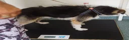 Mixed Breed dogs for adoption: BEN's Journey to Safety - Advert 22