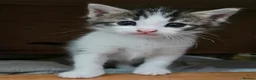 Mixed Breed cats for sale: 2 male kittens  - Advert 7