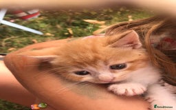 Persian cats for sale: 8 British short hair x Persian kittens  - Image 7