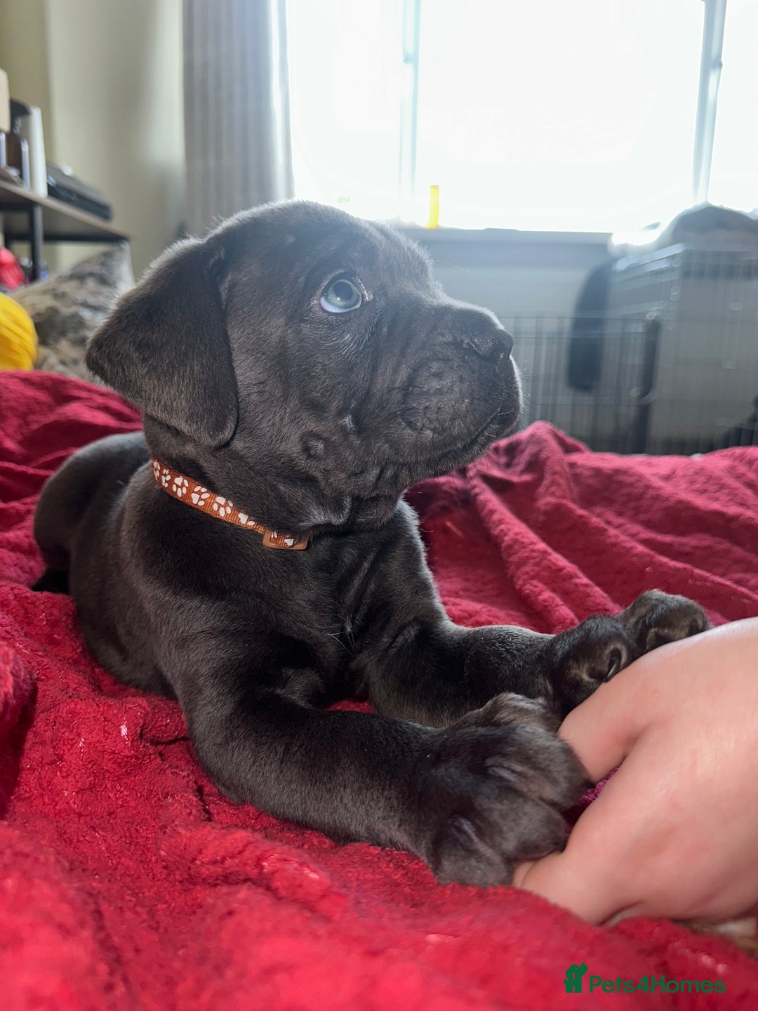 Cane Corso dogs for sale: Full bloodline Cane Corso Italiano FCI - Advert 6