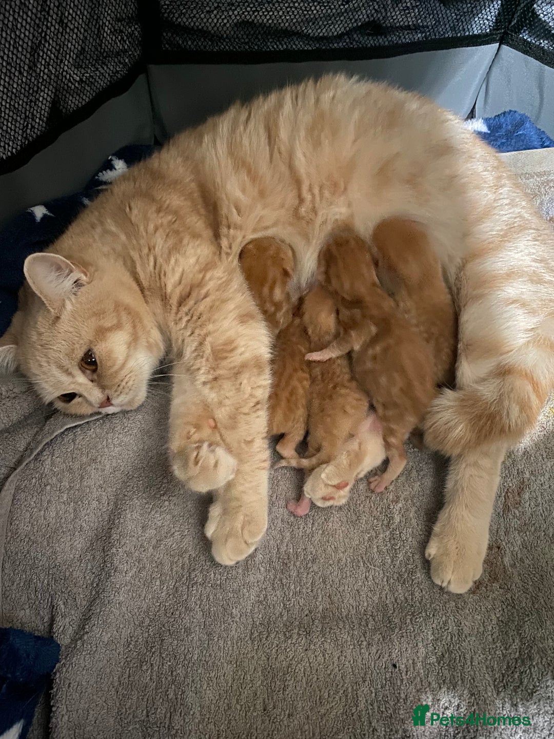 Scottish Fold cats for sale: Scottish Straight Ginger Kittens  - Advert 2