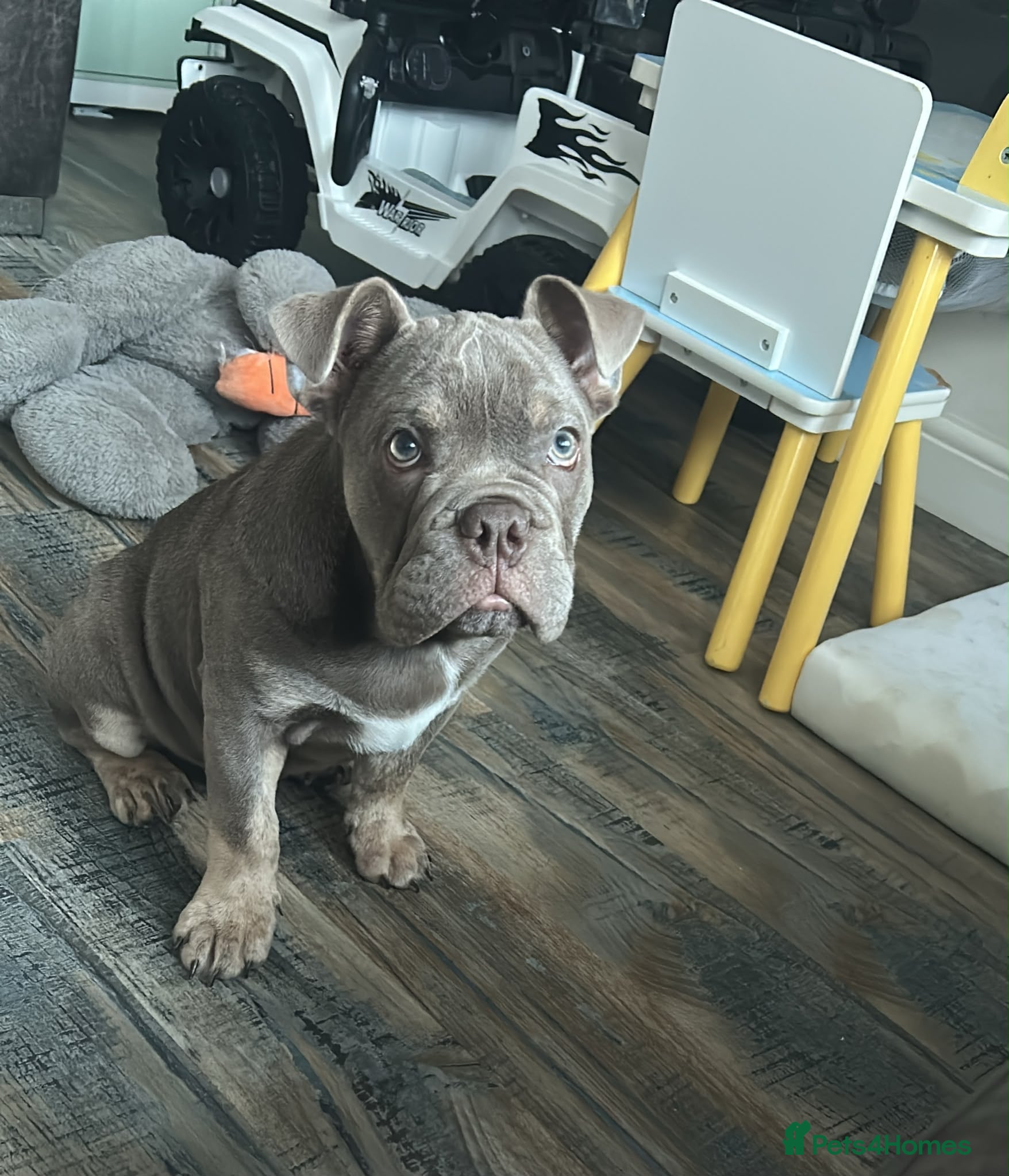 Olde English Bulldogge dogs 4 month old English bulldog  - Advert 2