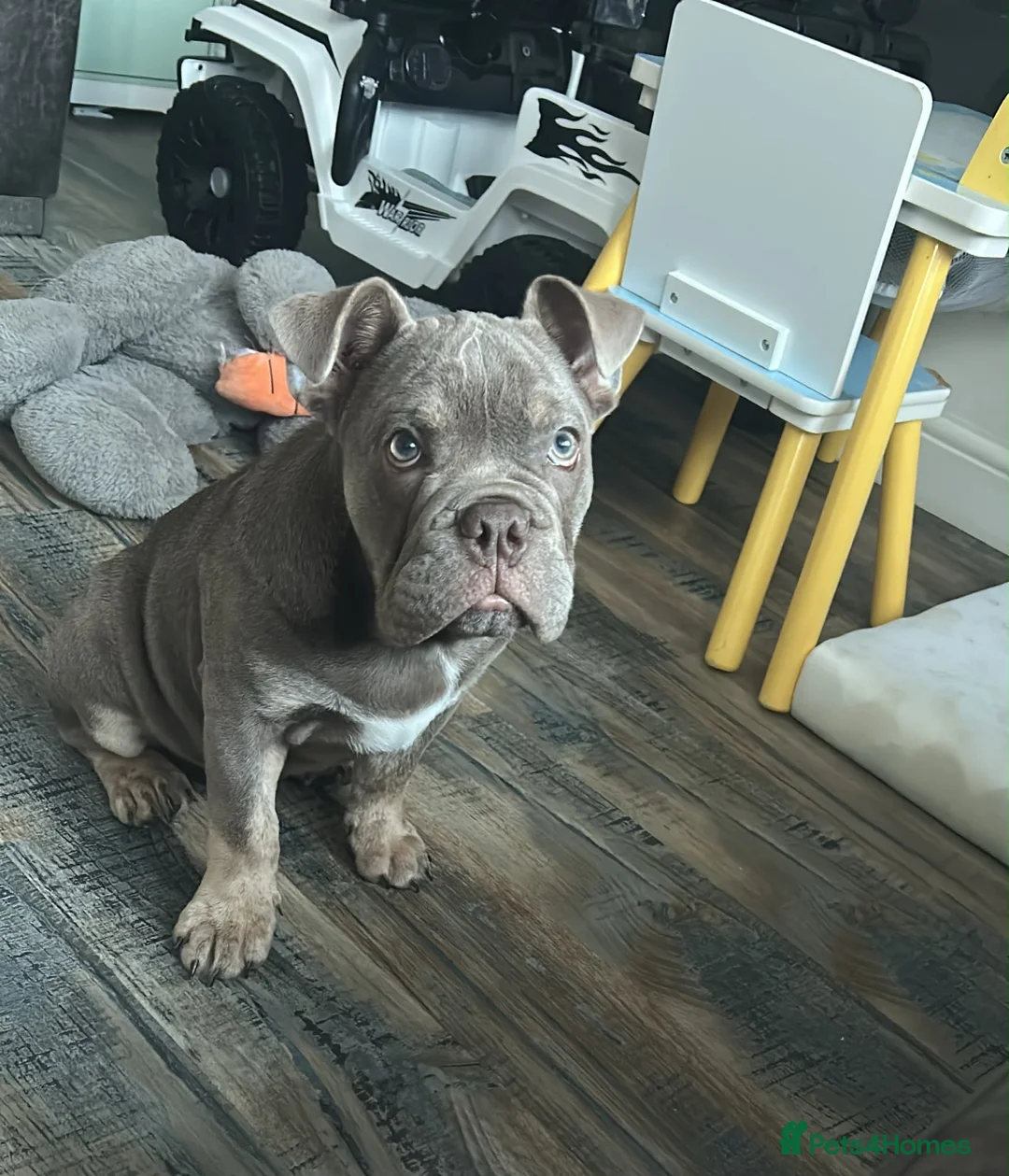 Olde English Bulldogge dogs for sale: 4 month old English bulldog  - Advert 1