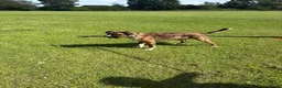 Mixed Breed dogs for sale: Spikey in Telford - Advert 1