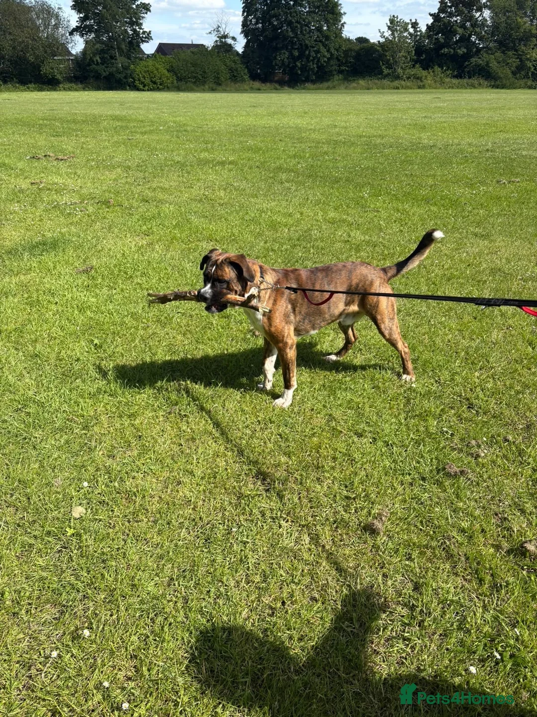 Mixed Breed dogs for sale: Spikey in Telford - Advert 1