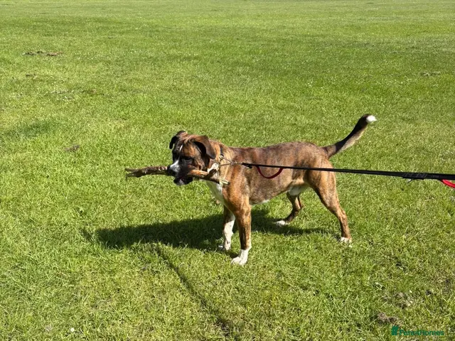 Mixed Breed dogs for sale: Spikey - Advert 1