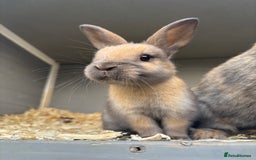 Rex rabbits for sale: Beautiful mini lop x Rex baby bunnies  - Image 3