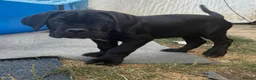 Cane Corso dogs for sale: CANE CORSO puppies ready to leave  - Advert 7