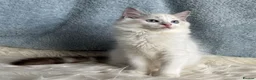Ragdoll cats for sale: Beautiful Tica Register Kittens Ragdoll - Advert 15