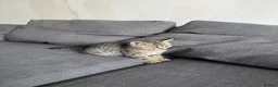 Persian cats for sale: Beautiful Persian X kittens for sale - Advert 25