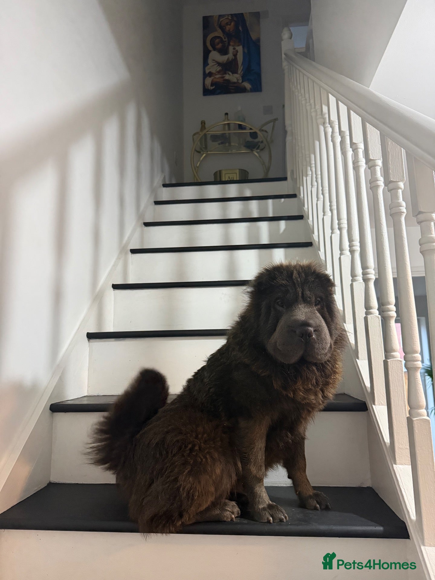 Shar Pei dogs for sale: Top quality champion shar pei for sale - Advert 7