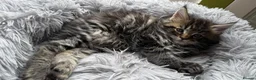 Maine Coon cats for sale: Main Coon mixd kittens in Richmond  - Advert 3