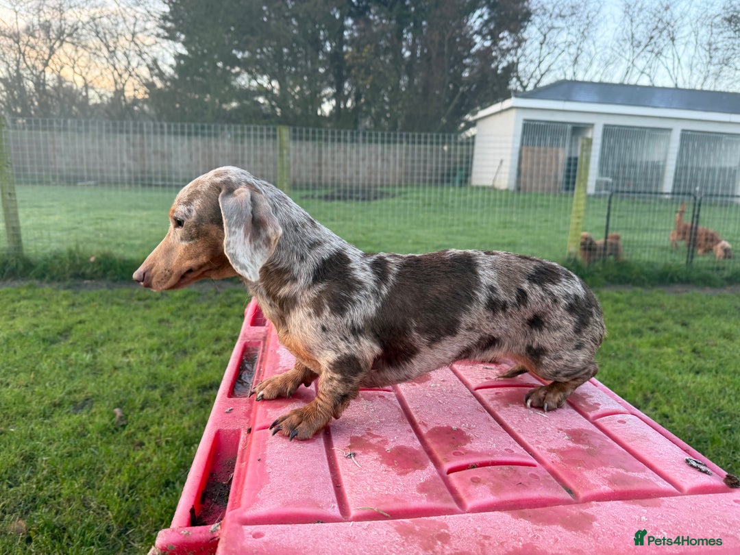 Miniature Dachshund dogs for sale: Dapple mini girl  - Advert 2