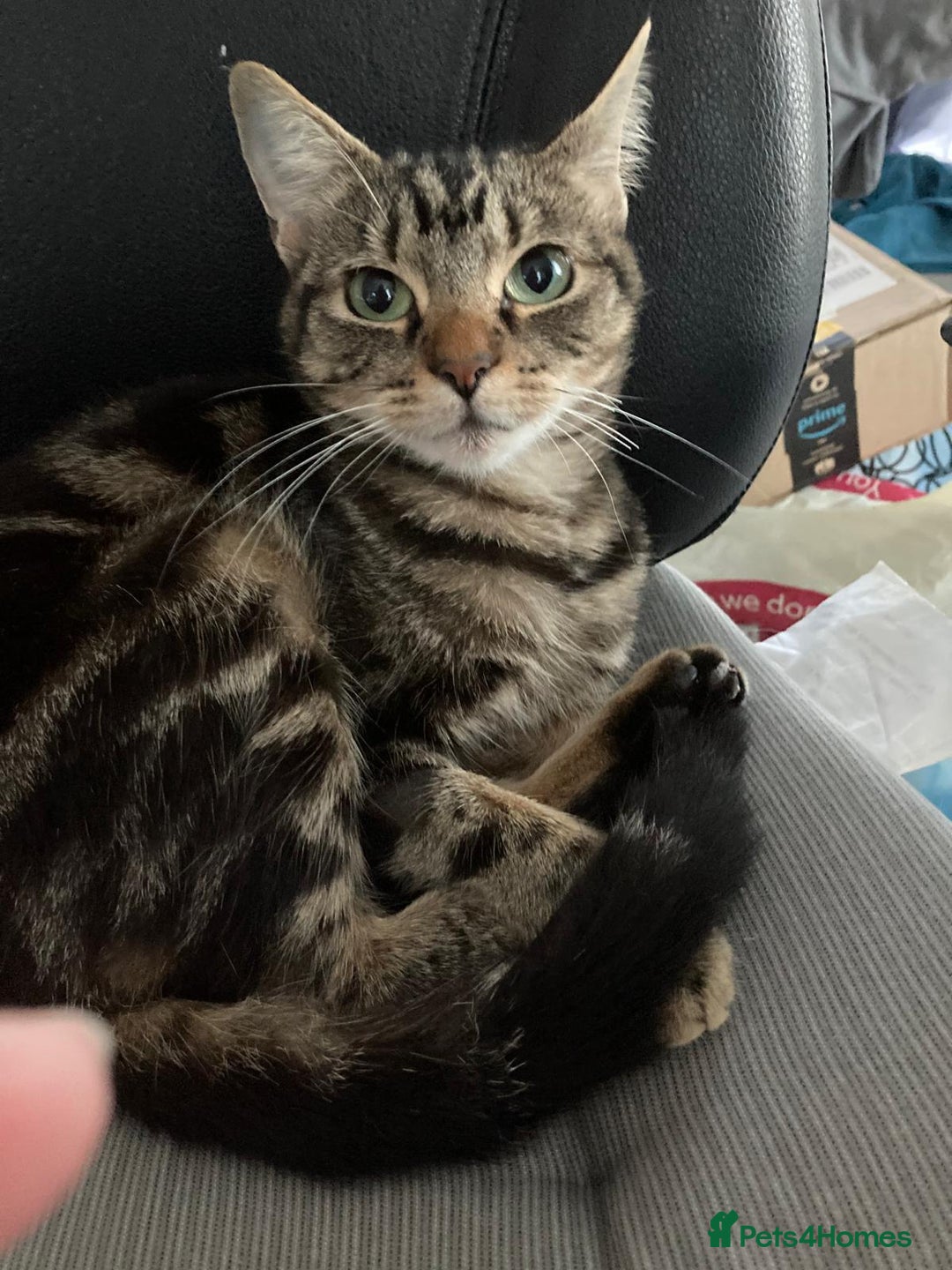 Domestic Shorthair cats for adoption: Beautiful girl in need of perfect forever home - Advert 3